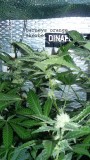 drobes days 76 autos scrogish 039