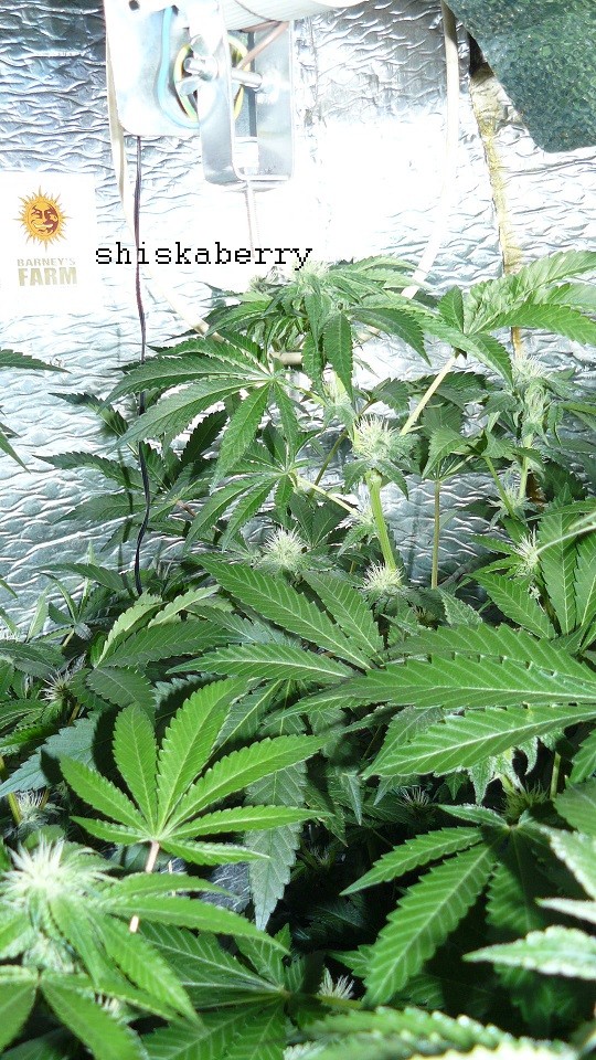 drobes days 76 autos scrogish 048