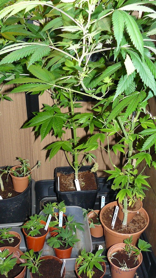 drobes days 76 autos scrogish 052