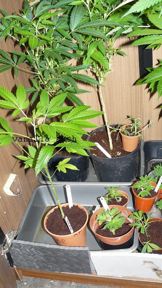 drobes days 76 autos scrogish 054
