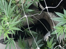 IMG_3923[1]