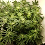 Blueberry Cookies