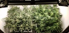 Wedding Cake/Blueberry Cookies