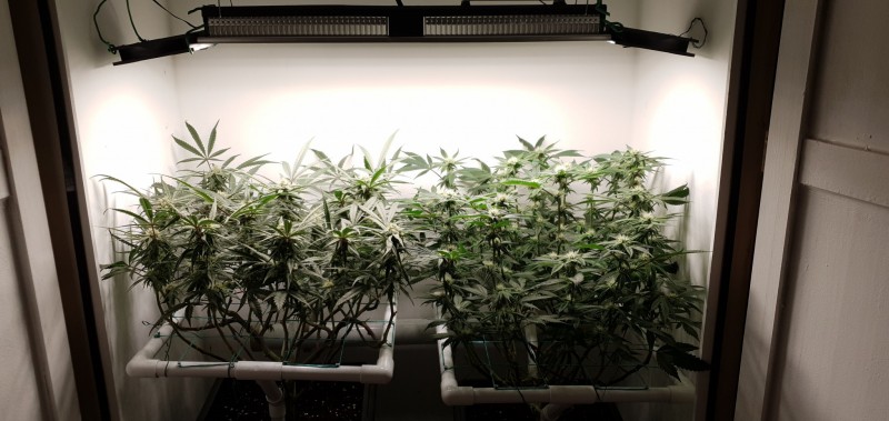 Wedding Cake/Blueberry Cookies