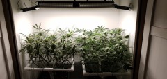Wedding Cake/Blueberry Cookies