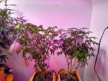 IMG_20220212_212508173_HDR