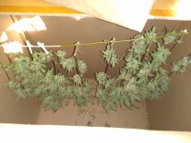 SVS x KA harvest hanging