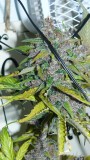 drobes autos,photos veg cab 14 02 22 023