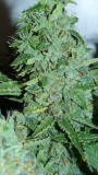 drobes autos,photos veg cab 14 02 22 044