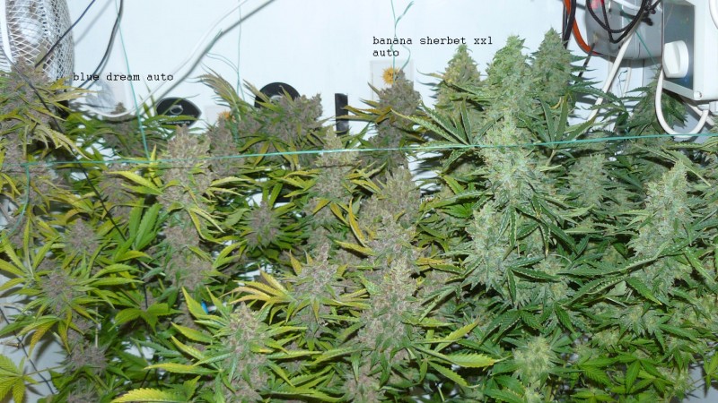 drobes autos,photos veg cab 14 02 22 051