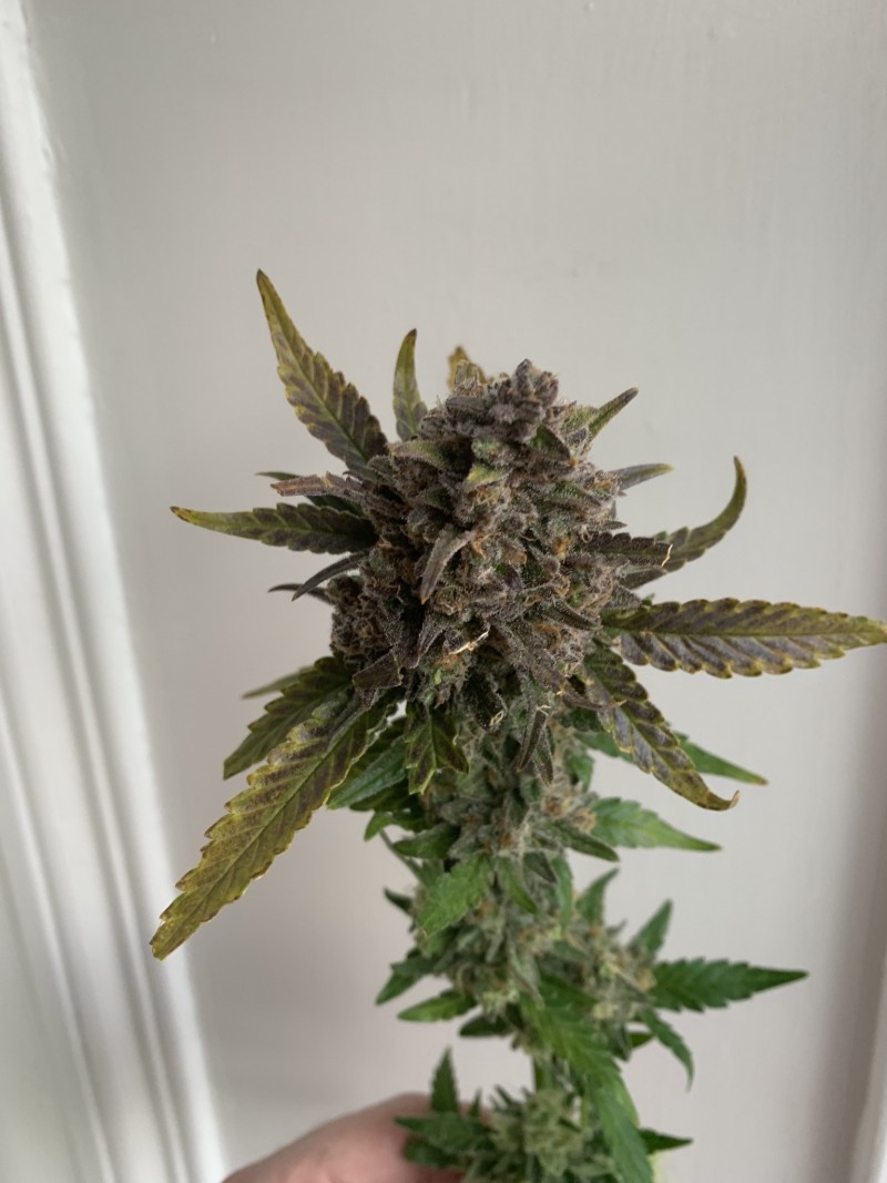 Miss Sonique Bud 4