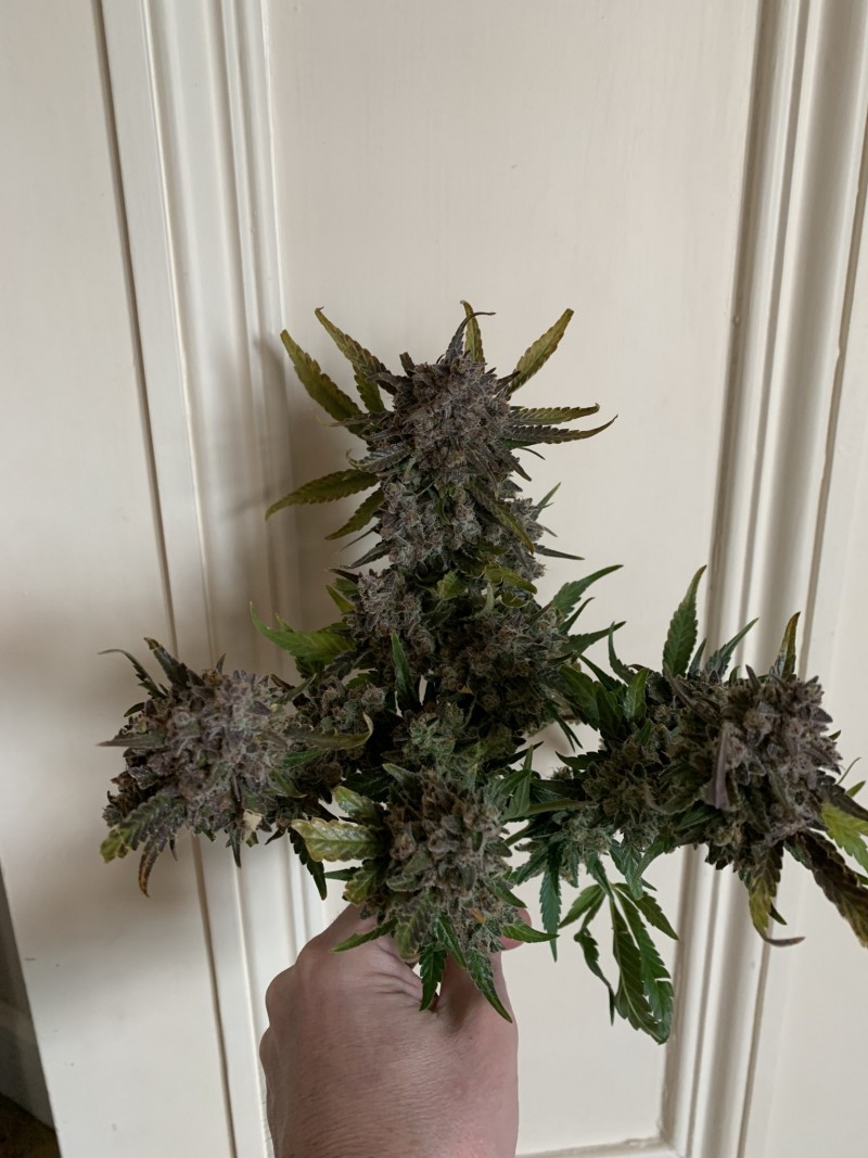 Miss Sonique Bud1