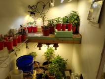 Veg area