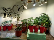 Upper veg, seedlings and rooting clones