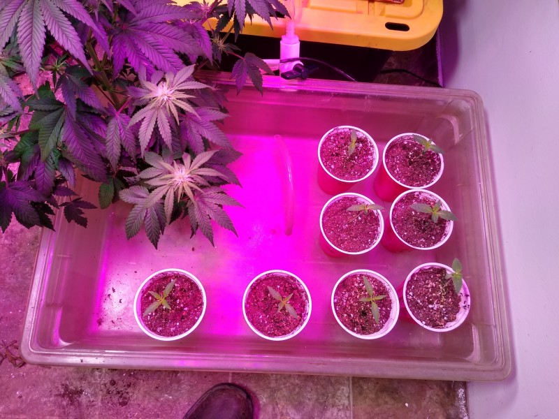 Sativa group, flood and drain tray