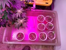 Sativa group, flood and drain tray