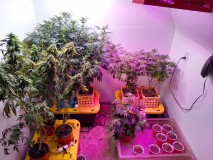 Flower room
