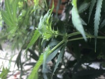IMG_3985[1]