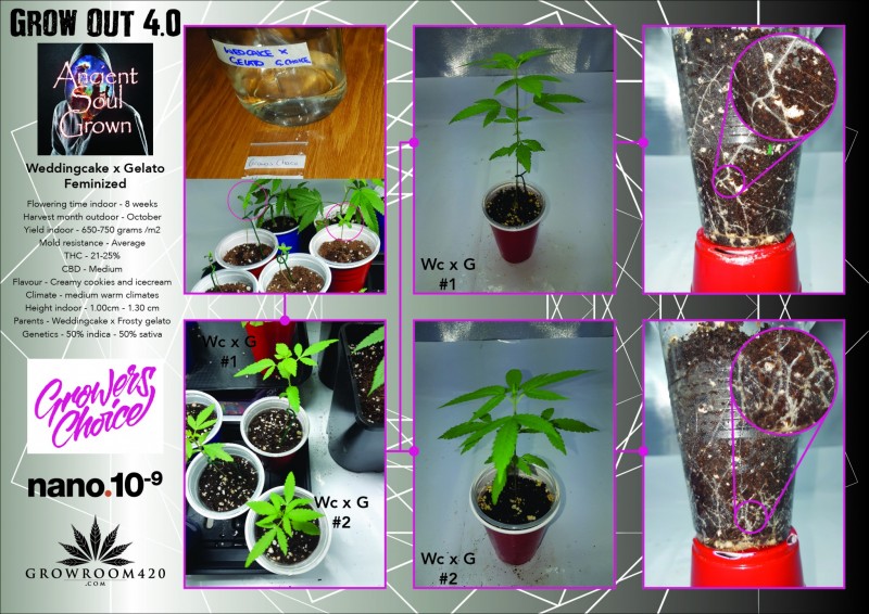 Grow Out 4_ASG_Weddingcake x Gelato Fem-01