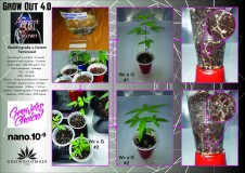 Grow Out 4_ASG_Weddingcake x Gelato Fem-01