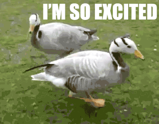 ducks