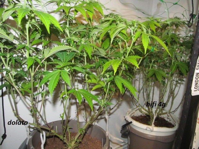 end of w2 bloom (4)