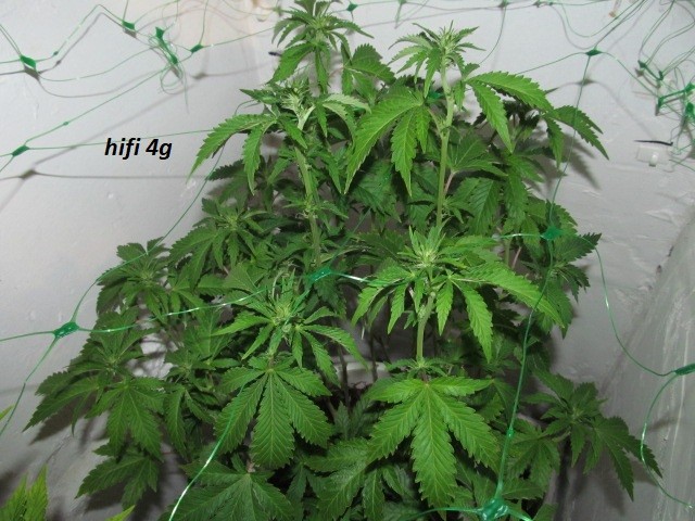 end of w2 bloom (6)