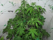 end of w2 bloom (6)