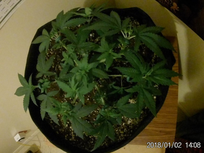 JAN 5 004