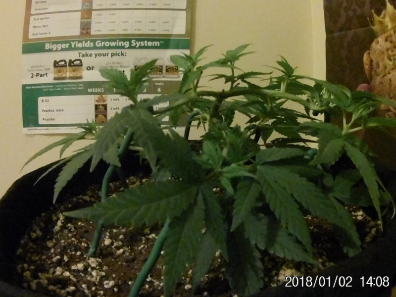 JAN 5 005