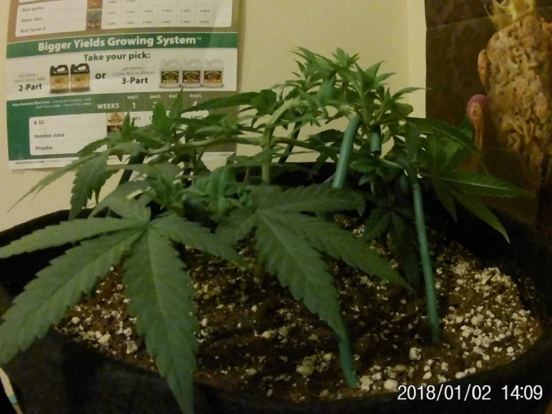 JAN 5 006