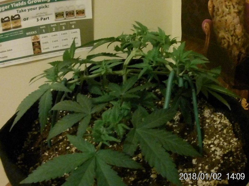 JAN 5 007