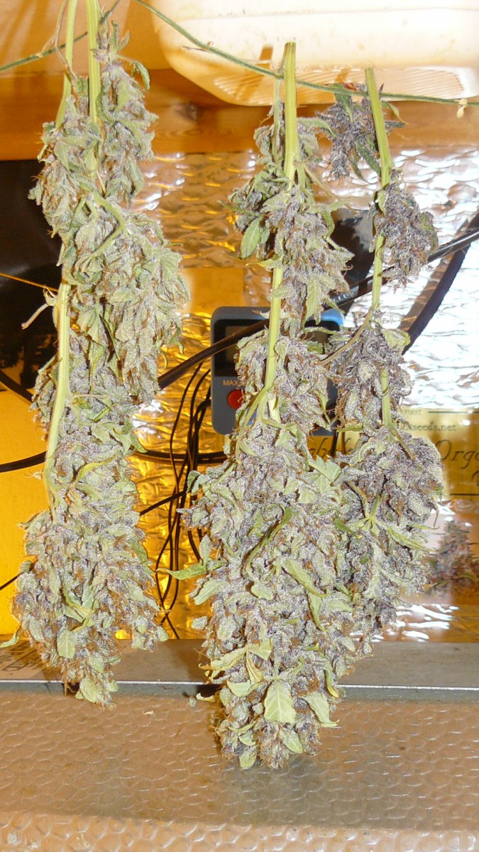 auto banana sherbet,photos 19 2 22 030