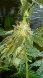 auto banana sherbet,photos 19 2 22 040