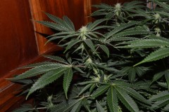 22.02.2022 G13 Haze 4 days in fl (17)