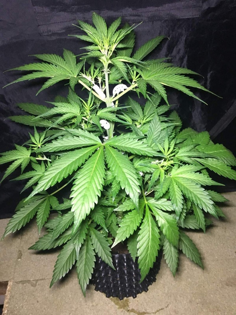 Blue Dream - Autos