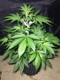 Blue Dream - Autos