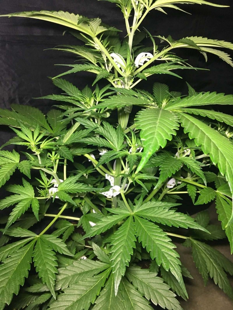 Blue Dream - Autos