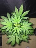 Blue Dream - Autos