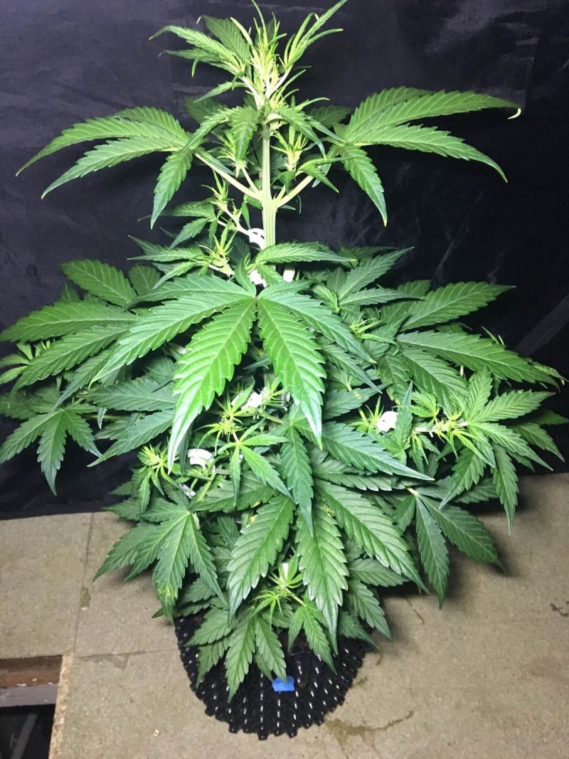 Blue Dream - Autos