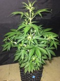 Blue Dream - Autos