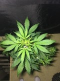 Blue Dream - Autos