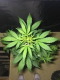 Blue Dream - Autos