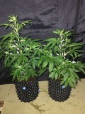 Blue Dream - Autos