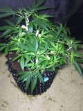Francos Lemon Cheese - Coco Run