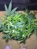 Francos Lemon Cheese - Coco Run