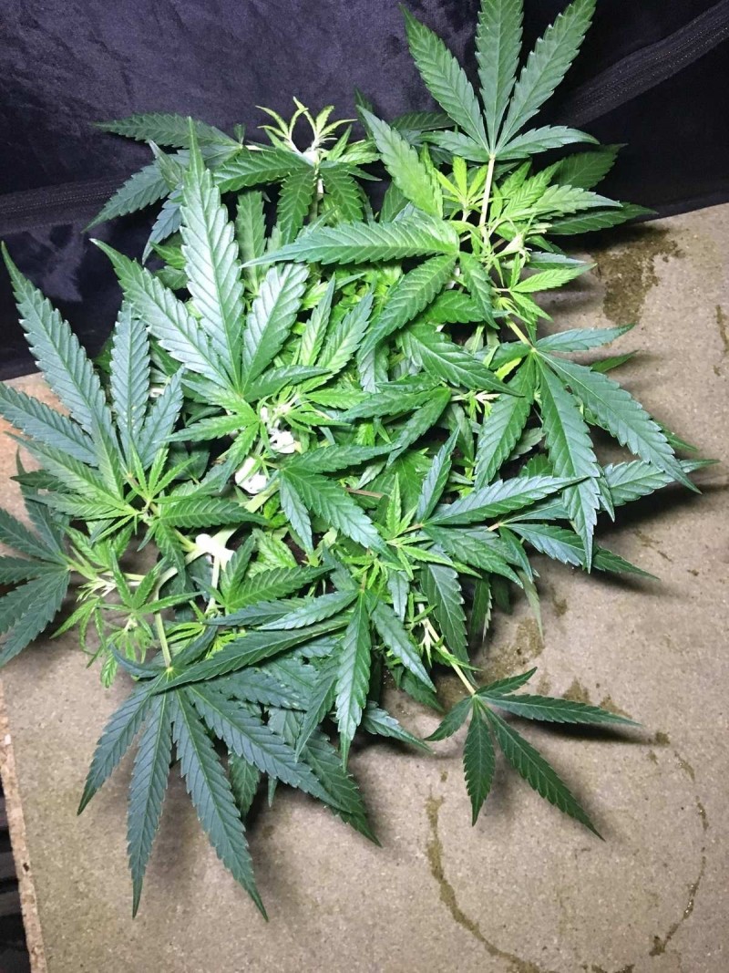 Francos Lemon Cheese - Coco Run