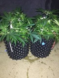 Francos Lemon Cheese - Coco Run