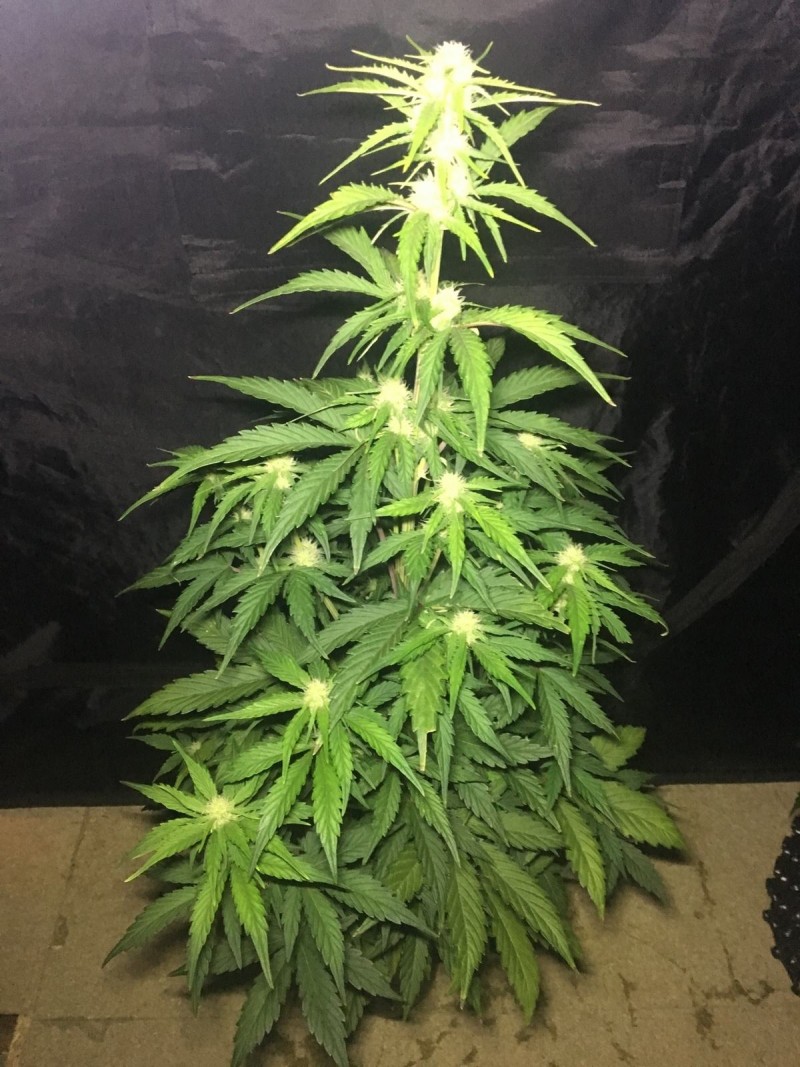 2l Seed Stockers Auto Grow - 2018