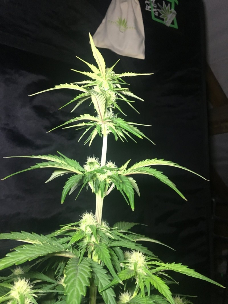 2l Seed Stockers Auto Grow - 2018